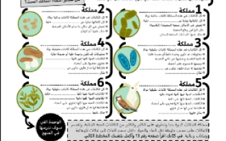 ورقة عمل مقدمة في مملكة النباتات مع الحل مقرر أحياء 3 أ. فيصل الجمعان