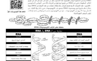 ورقة عمل الفرق بين الـ DNA و RNA مقرر أحياء 3 أ. فيصل الجمعان