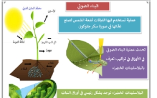 ملخص درس عمليات الحياة في النباتات (البناء الضو ئي) علوم سادس ابتدائي ف1