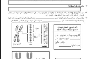 ورقة عمل مقدمة في المورثات مع الحل مقرر أحياء 3 أ. فيصل الجمعان